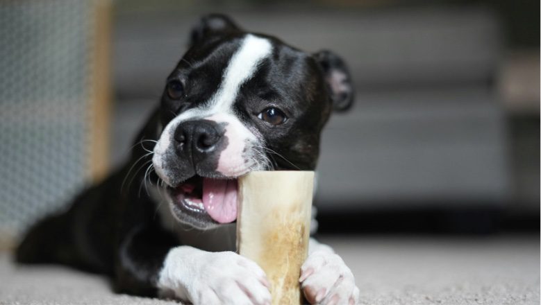 Best Puppy Teething Remedies for Relief - Board and Train Long Island